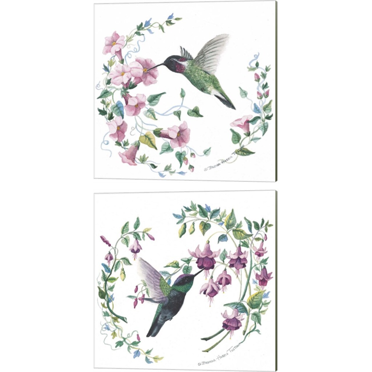 Male Costas & Magnificent Hummingbird by Brenda Tustian 14" x 14" Canvas Wall Art (Set of 2)